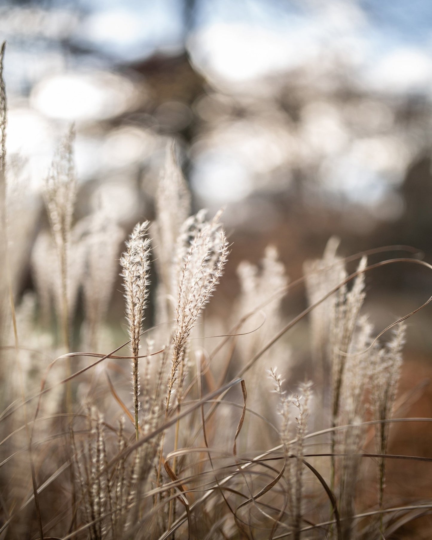 Soft Wild Grass No1