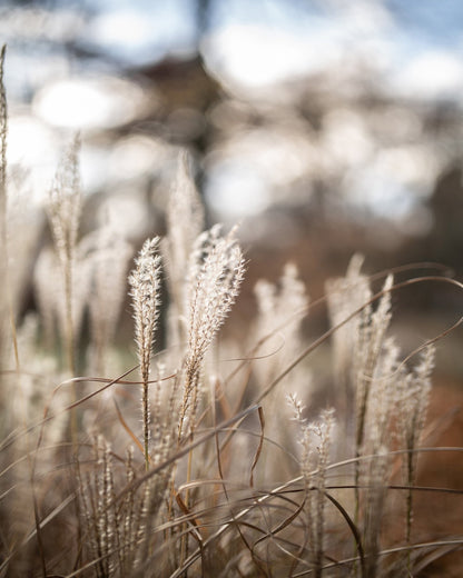 Soft Wild Grass No1