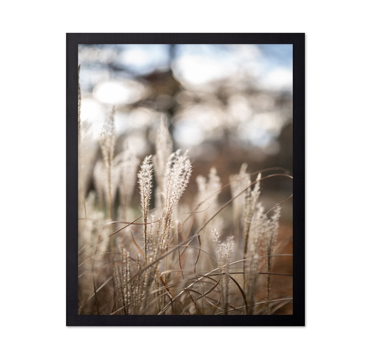 Soft Wild Grass No1