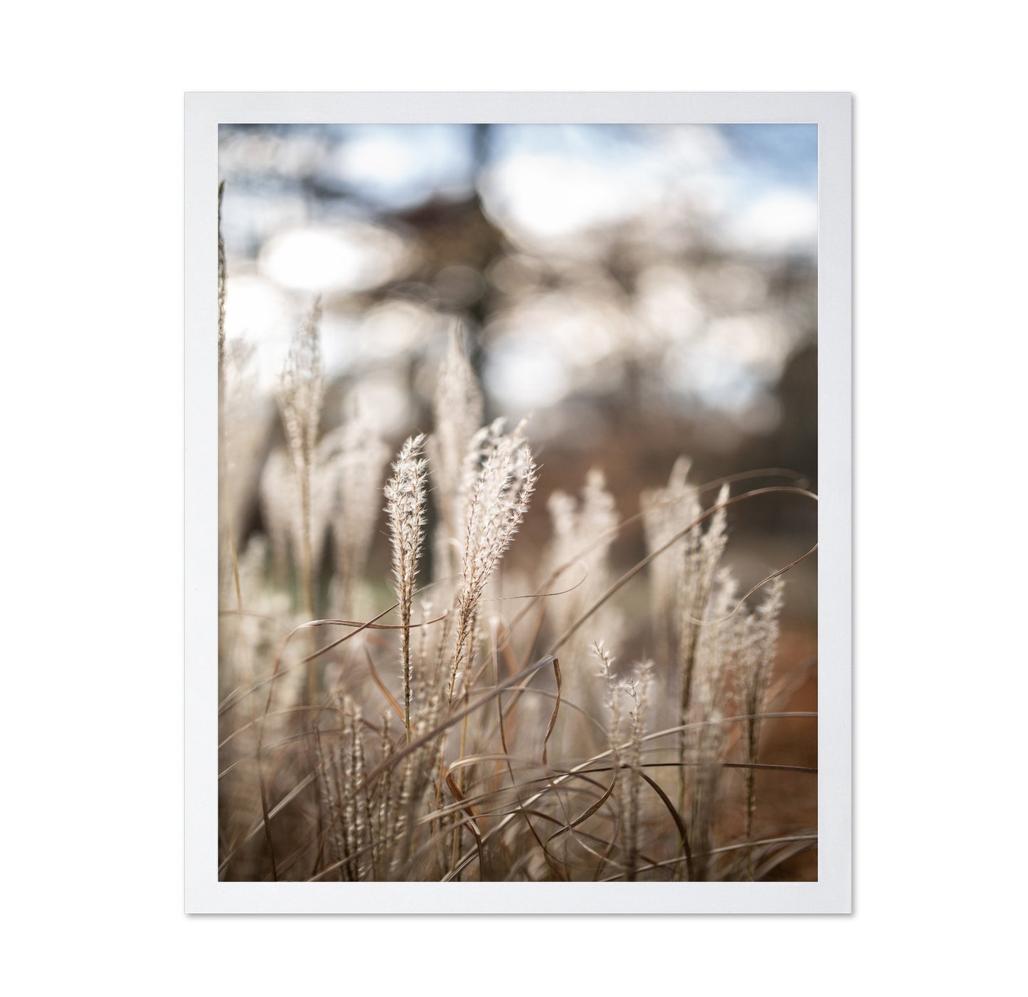 Soft Wild Grass No1