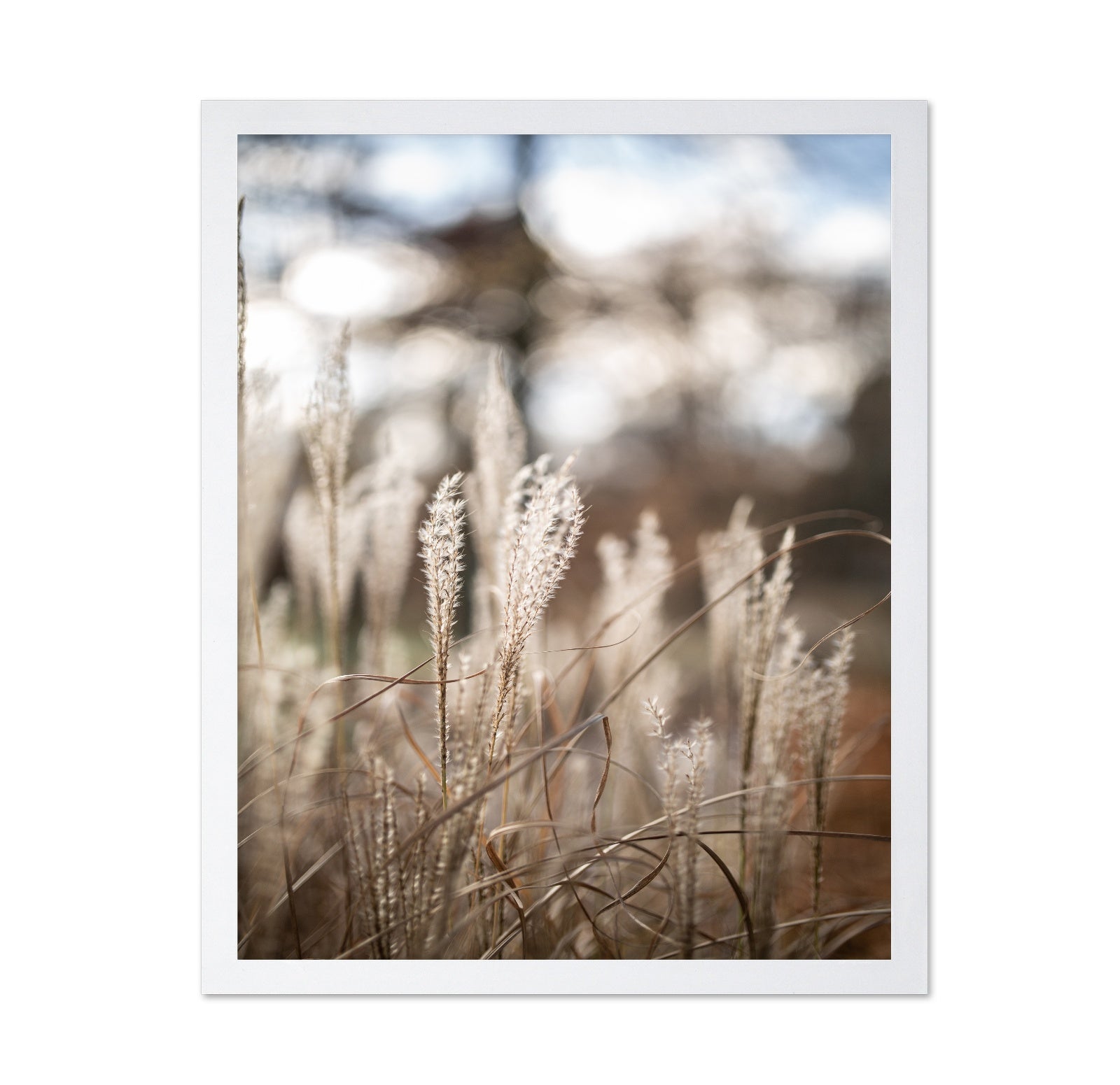 Soft Wild Grass No1