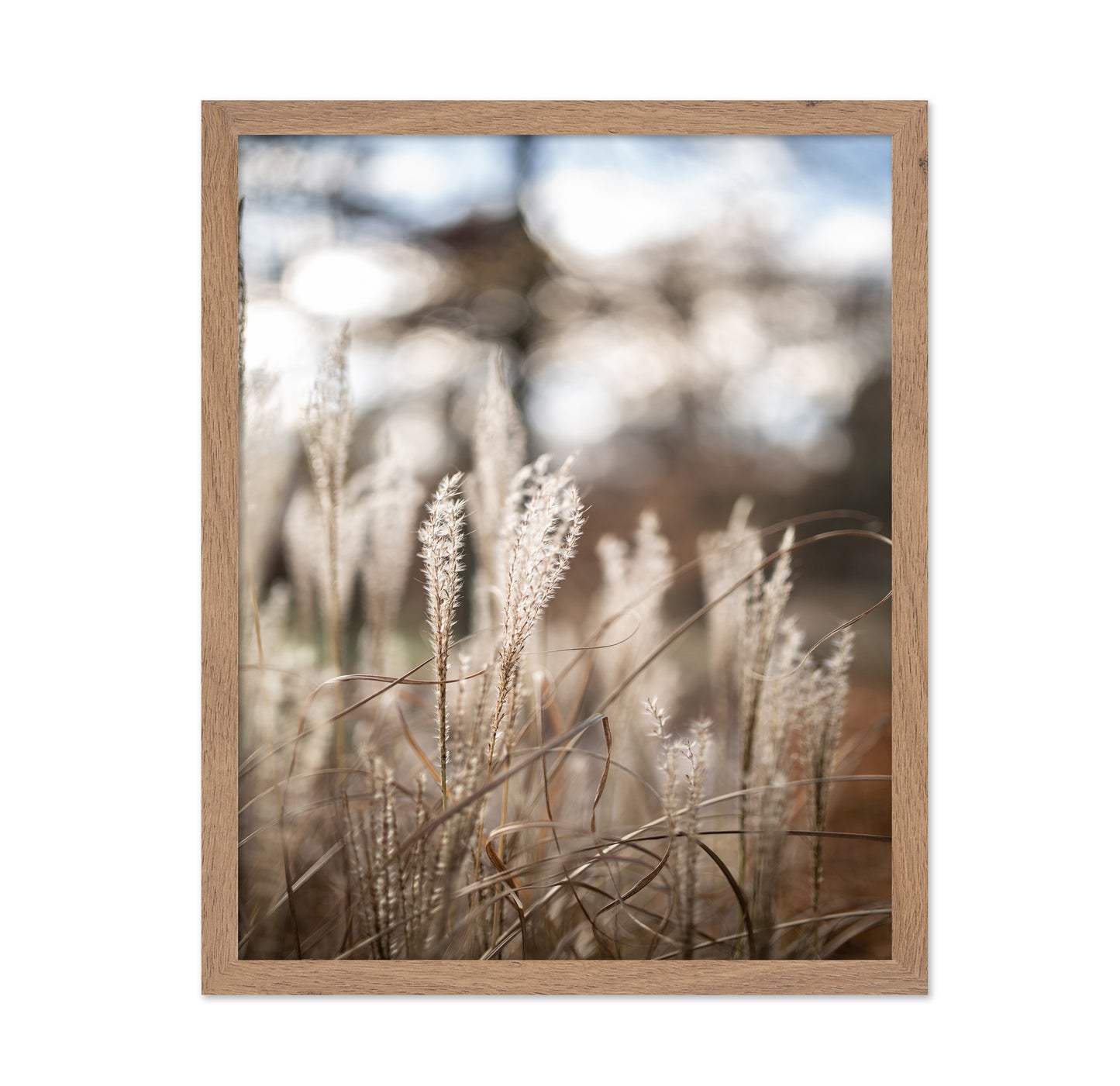 Soft Wild Grass No1
