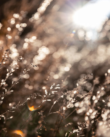 Golden Winter Light No1