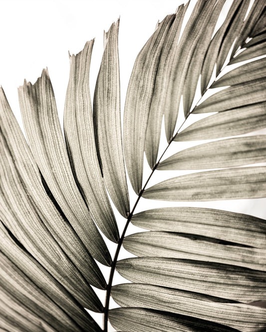 Monochrome Palm Leaves