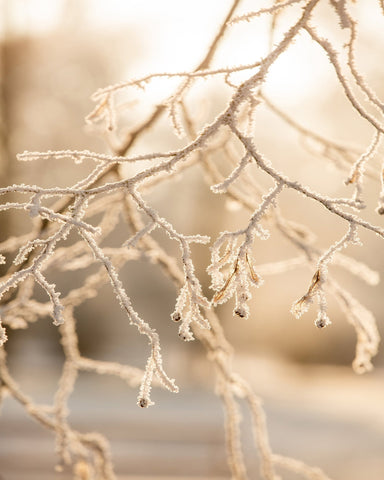Frosted Branches in Morning Light