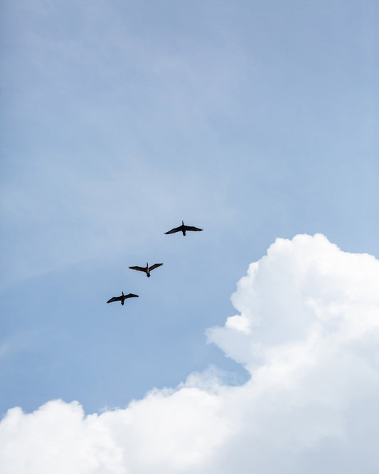 Birds In Blue Sky