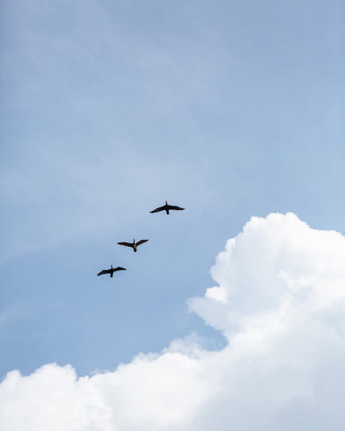 Birds In Blue Sky