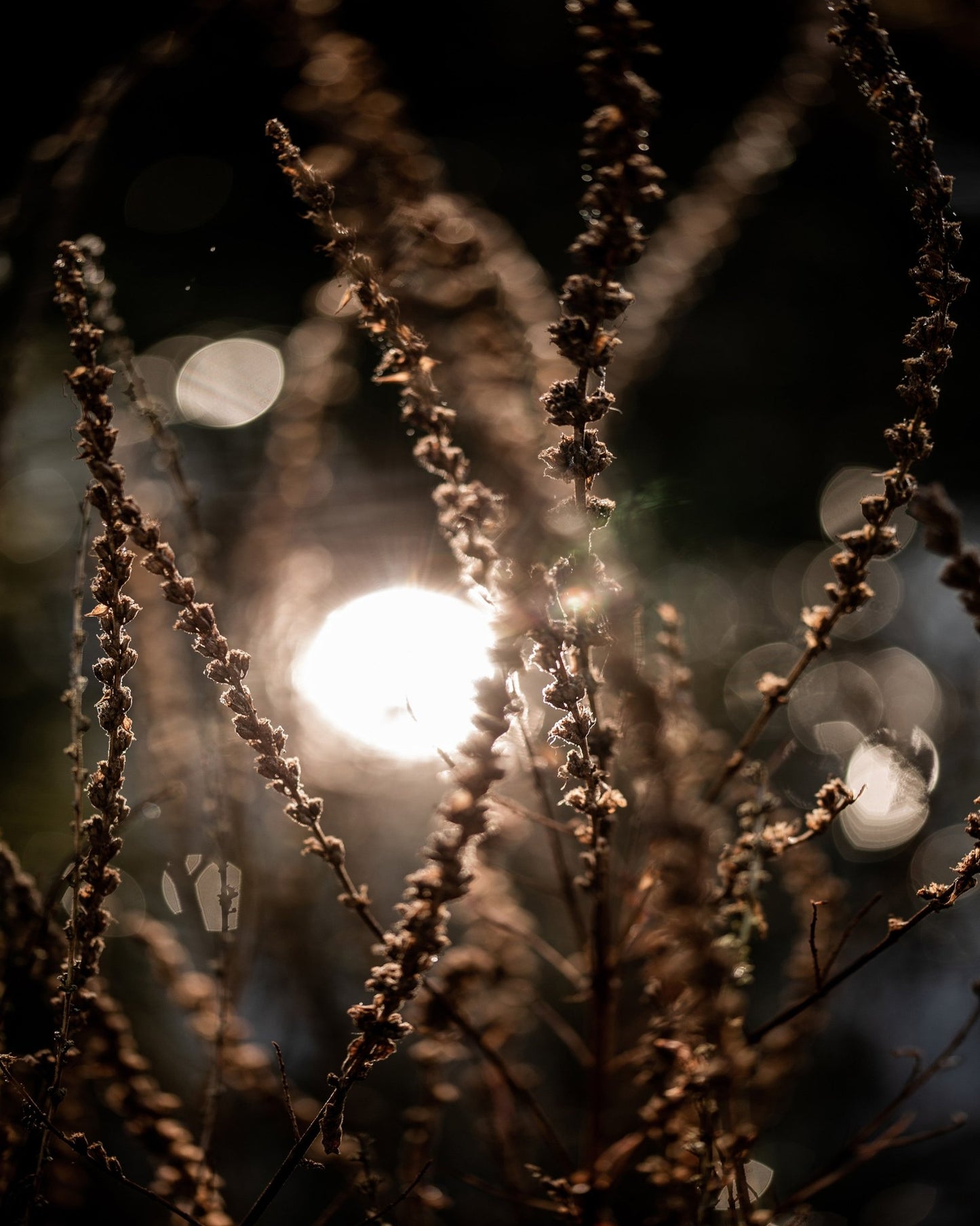 Sunlit Wild Grass