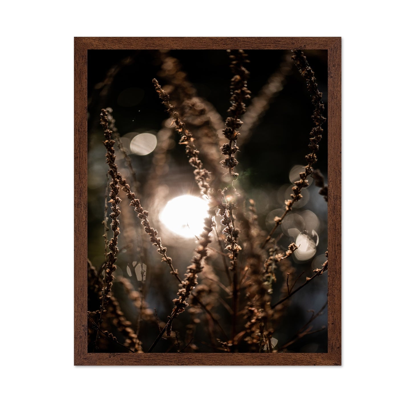 Sunlit Wild Grass