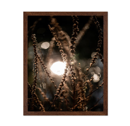 Sunlit Wild Grass