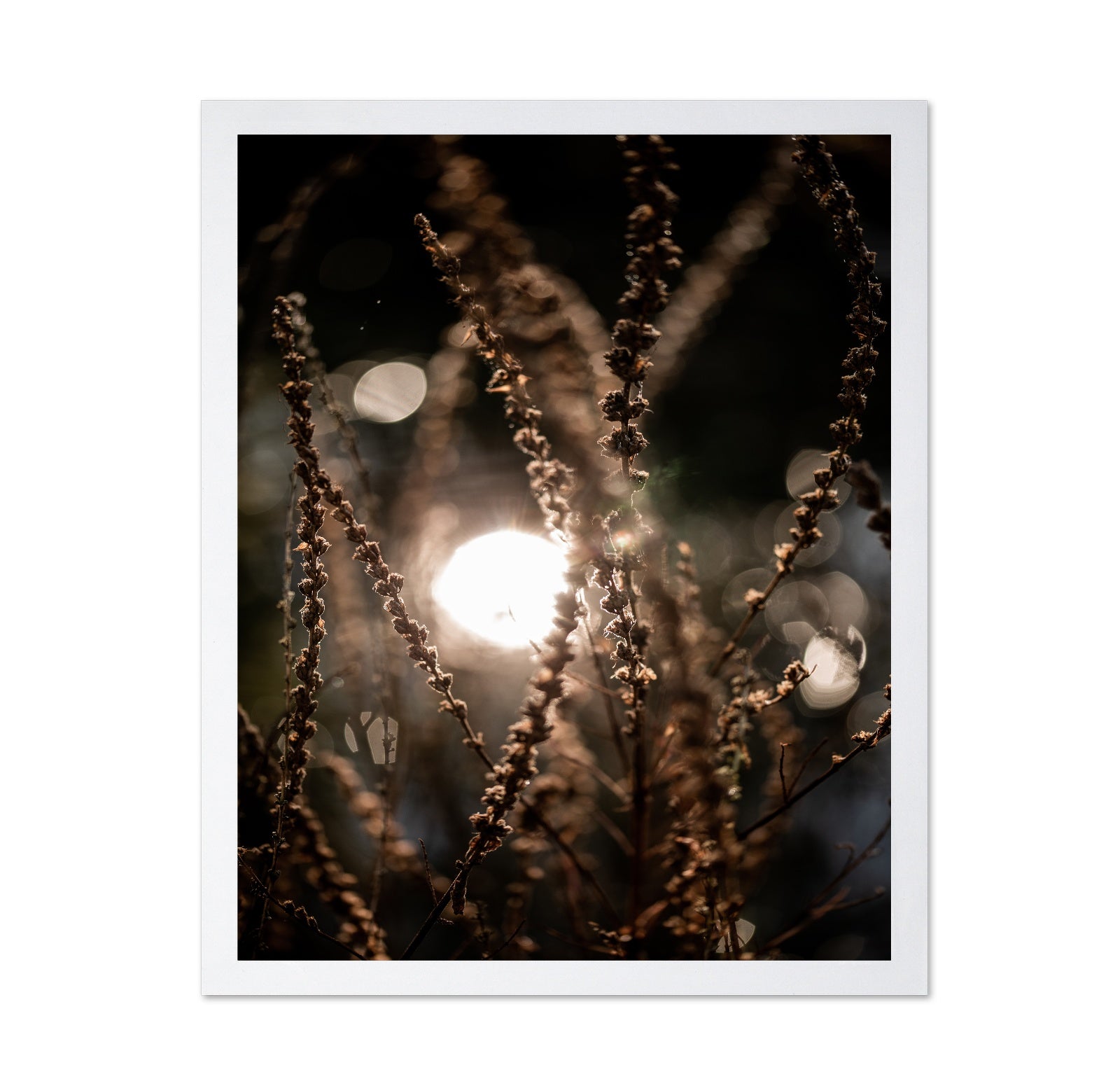 Sunlit Wild Grass