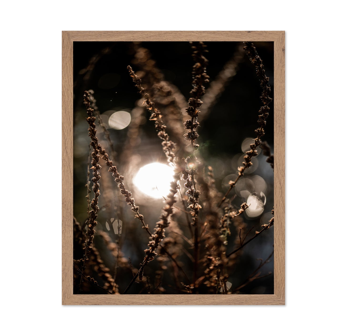 Sunlit Wild Grass