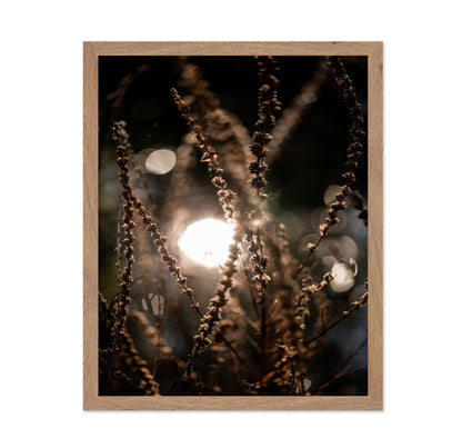 Sunlit Wild Grass