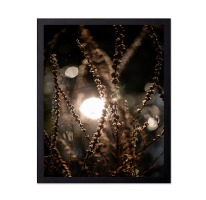 Sunlit Wild Grass
