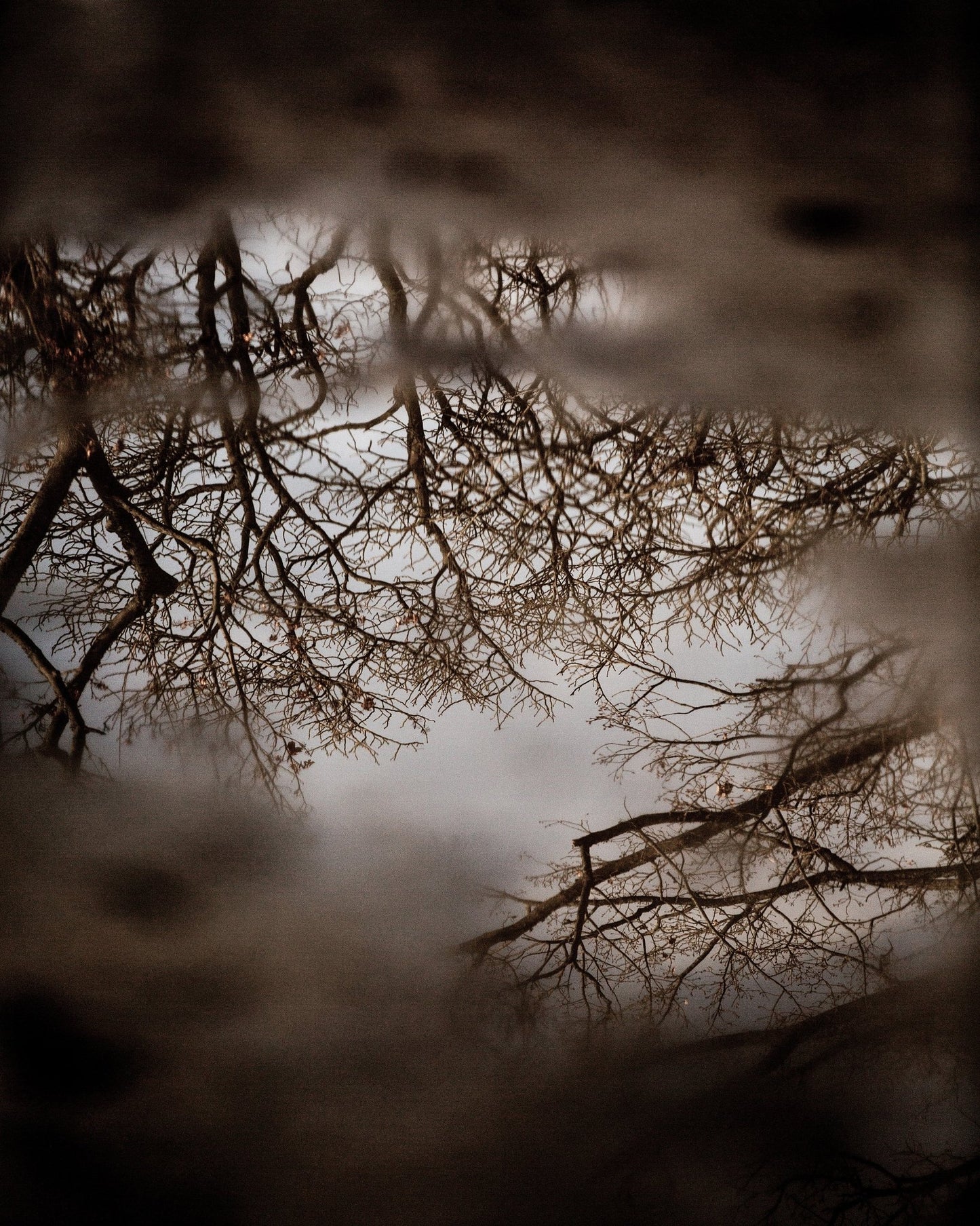 Winter Tree Reflection