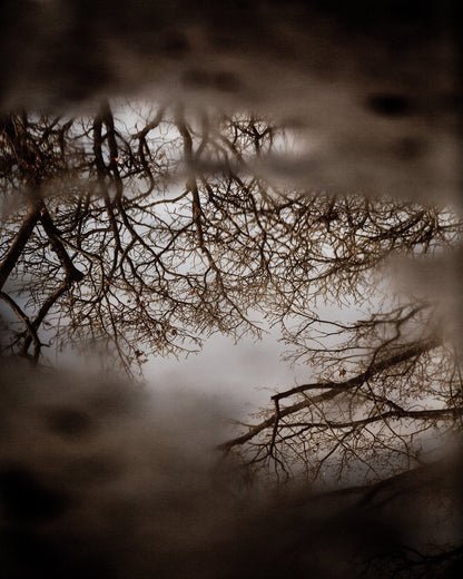 Winter Tree Reflection