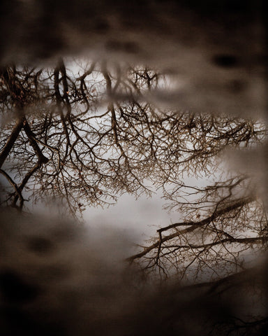 Winter Tree Reflection
