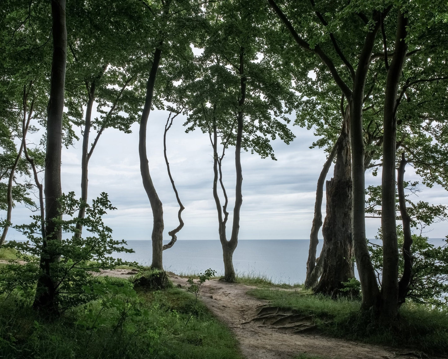 Coastal Forest Path