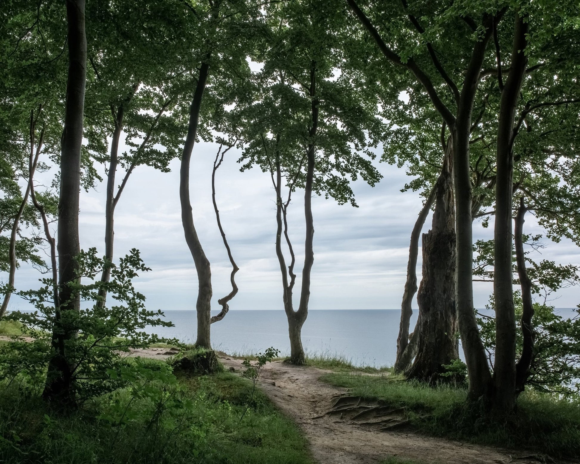 Coastal Forest Path