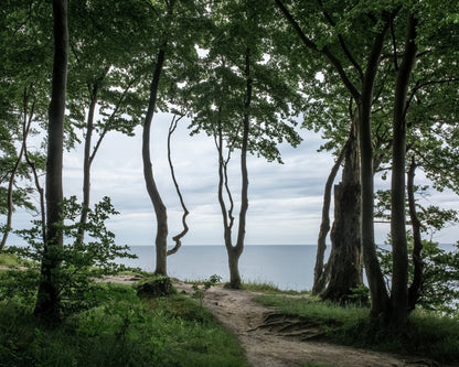 Coastal Forest Path
