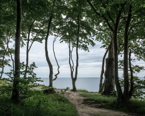 Coastal Forest Path