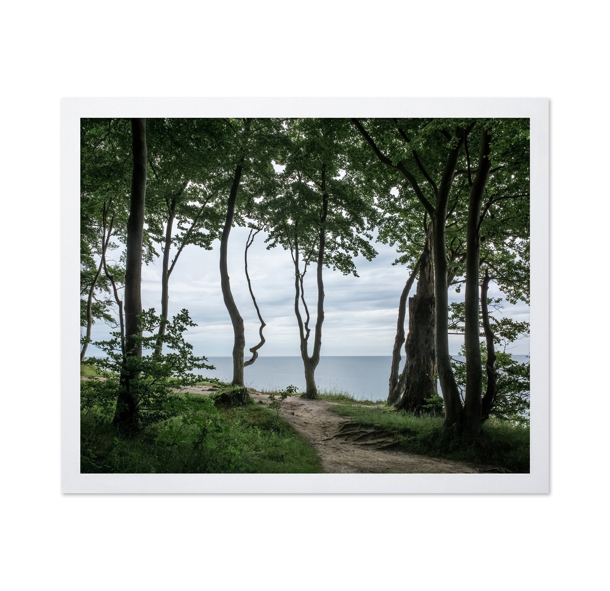 Coastal Forest Path
