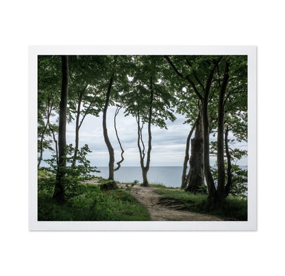 Coastal Forest Path