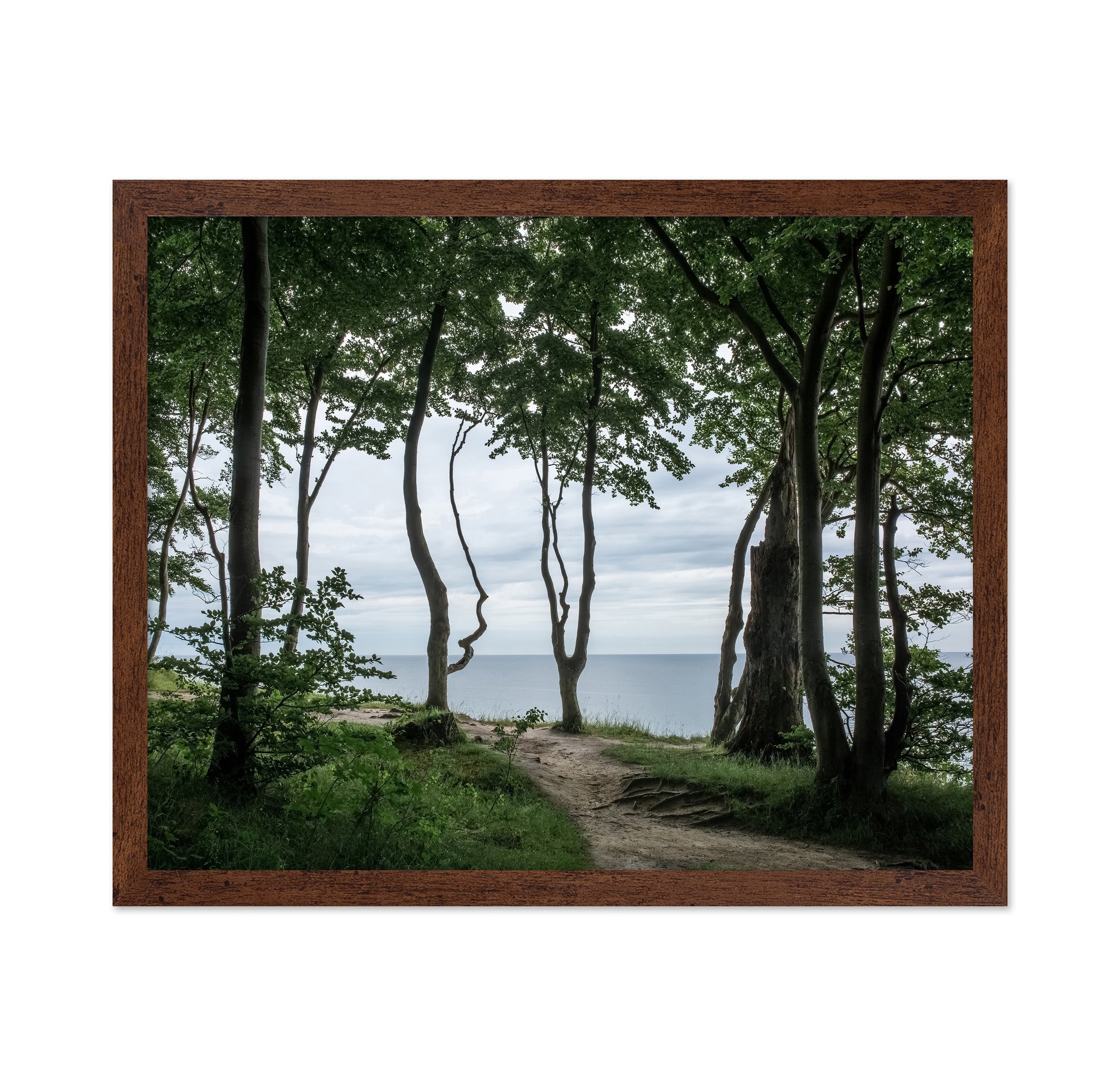 Coastal Forest Path