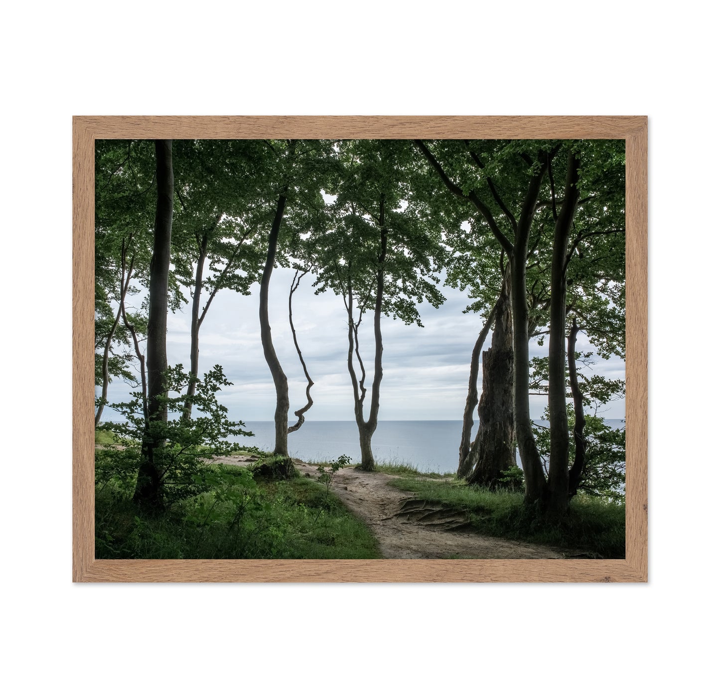 Coastal Forest Path