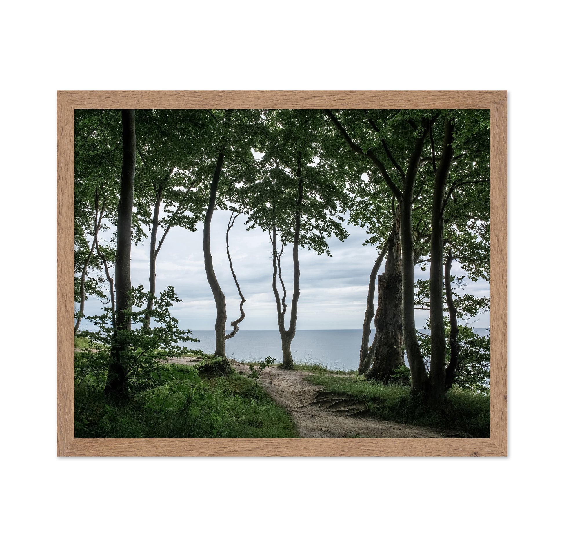 Coastal Forest Path