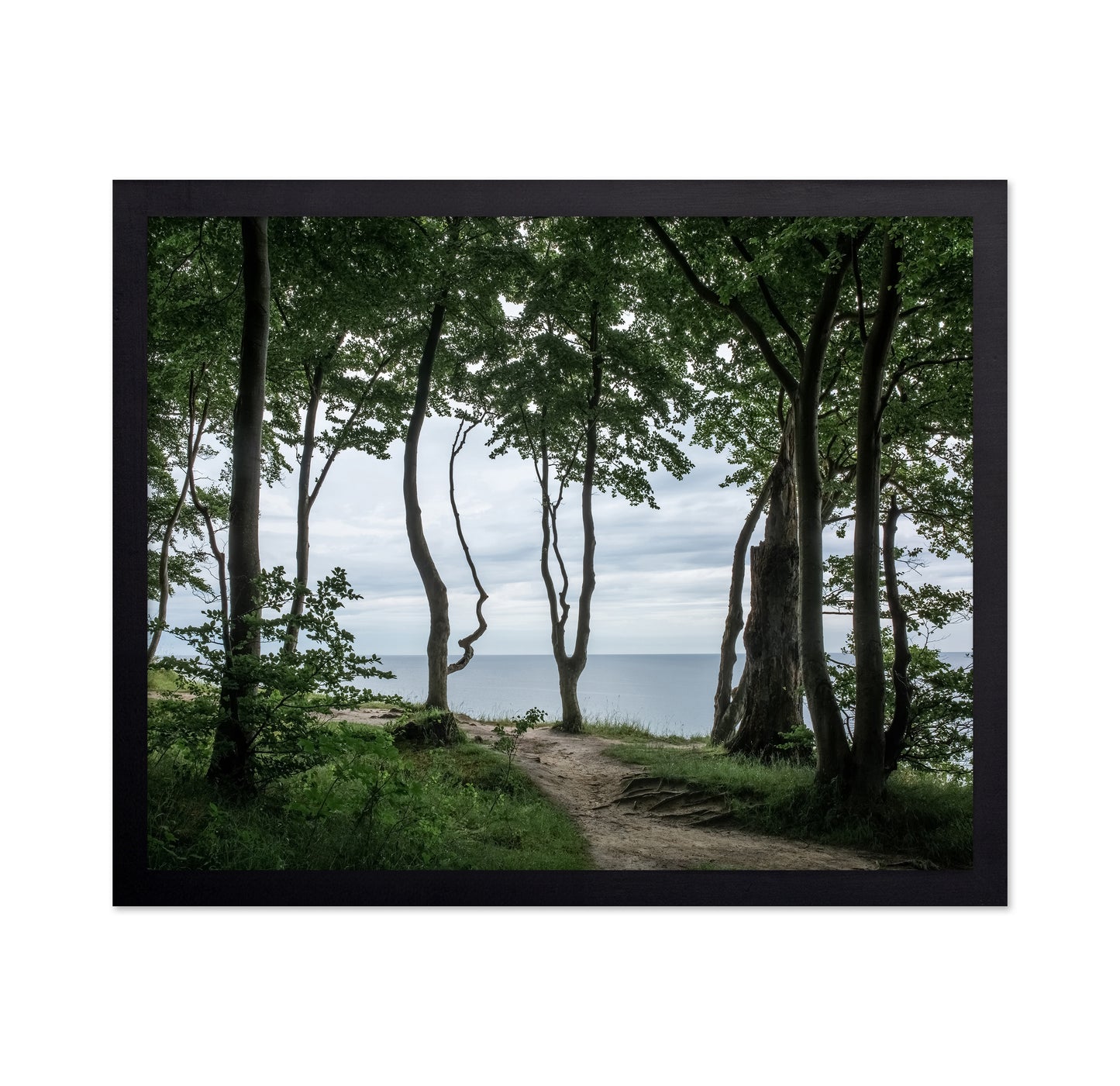Coastal Forest Path