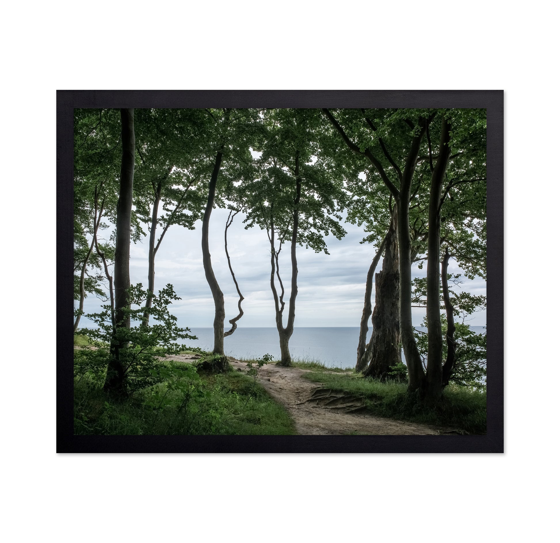Coastal Forest Path