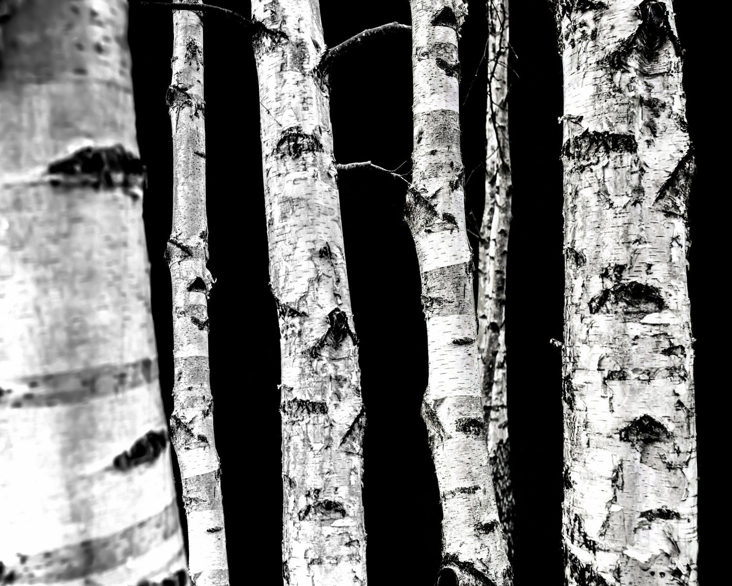 Birch Tree Trunks