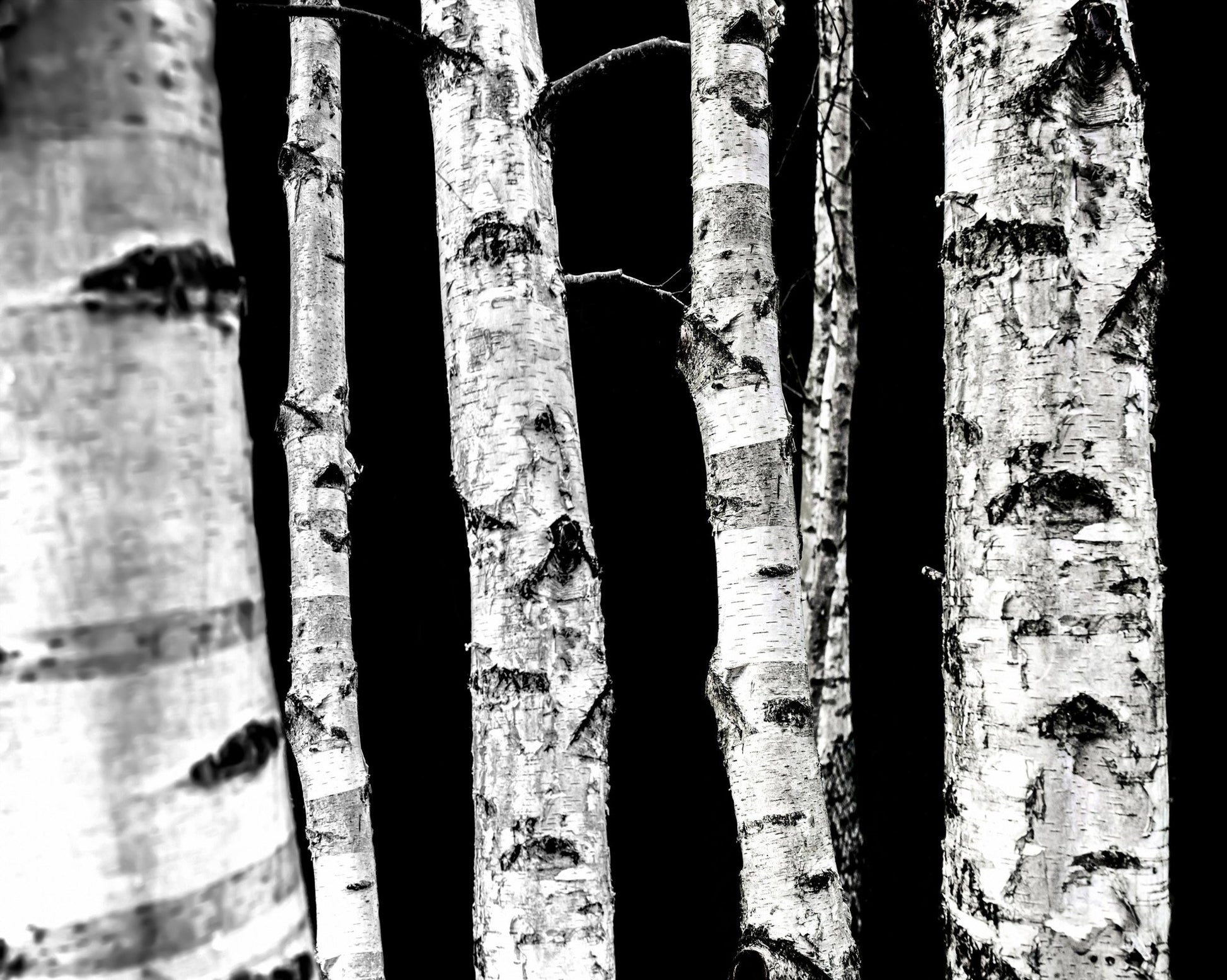 Birch Tree Trunks