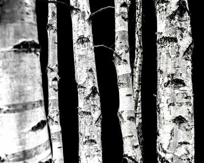 Birch Tree Trunks