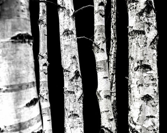 Birch Tree Trunks