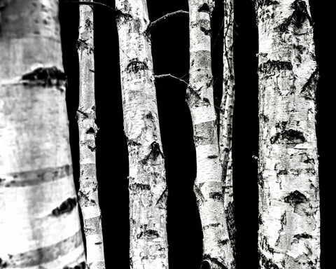 Birch Tree Trunks