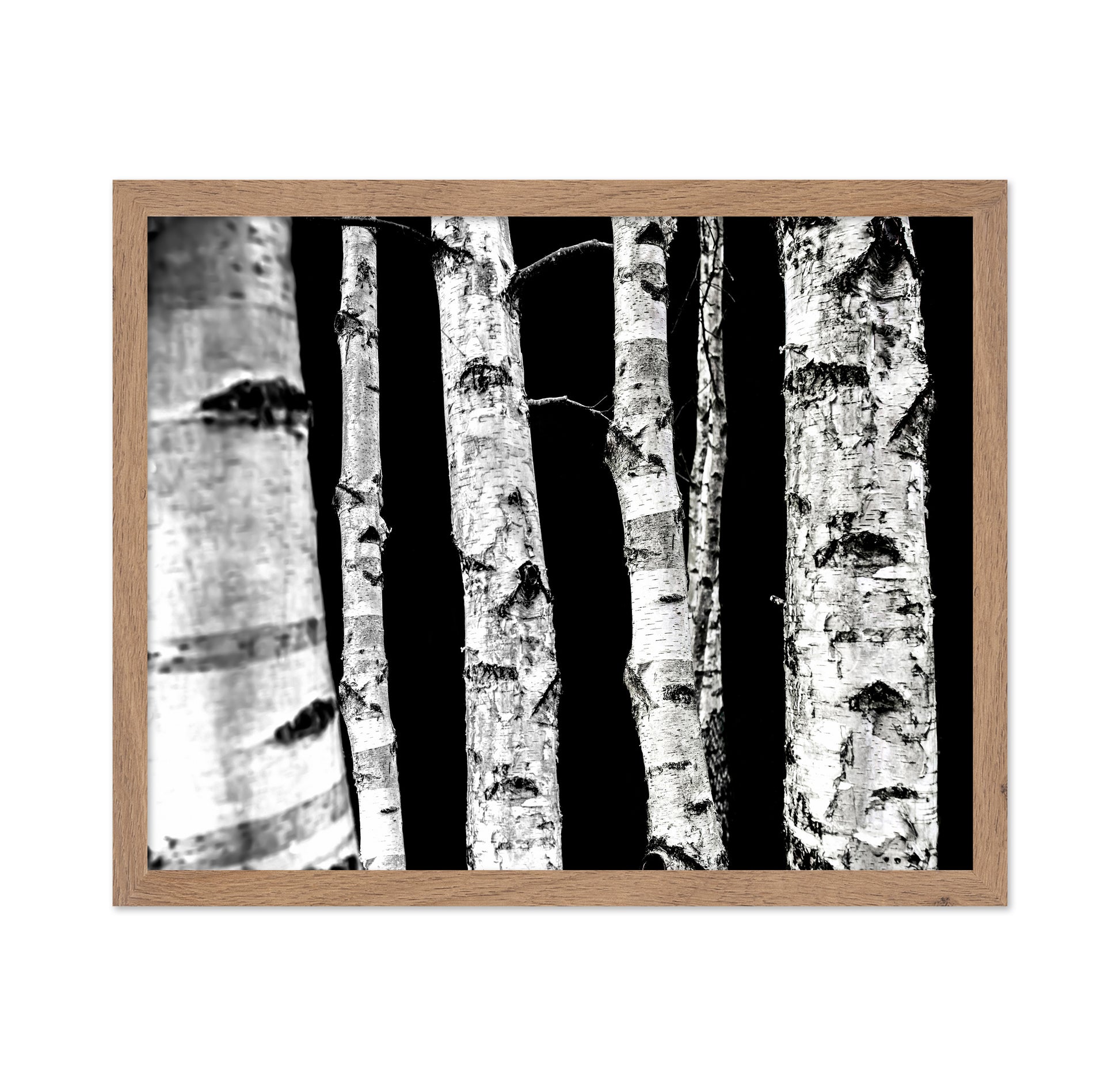 Birch Tree Trunks