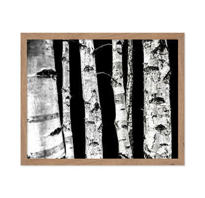 Birch Tree Trunks