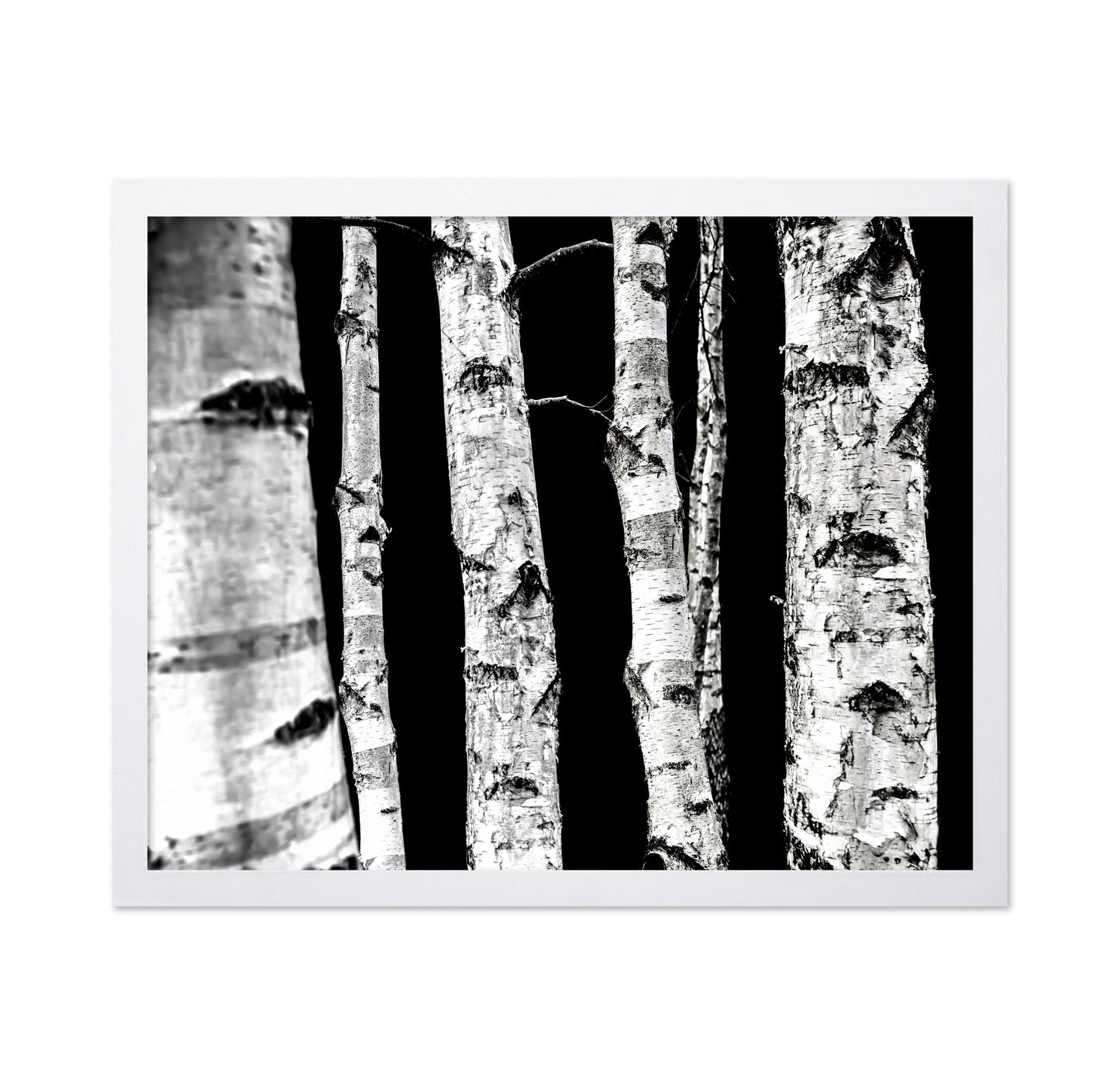 Birch Tree Trunks