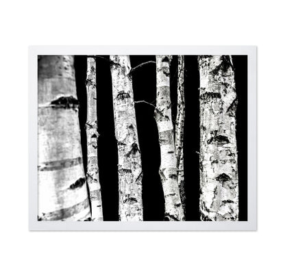 Birch Tree Trunks