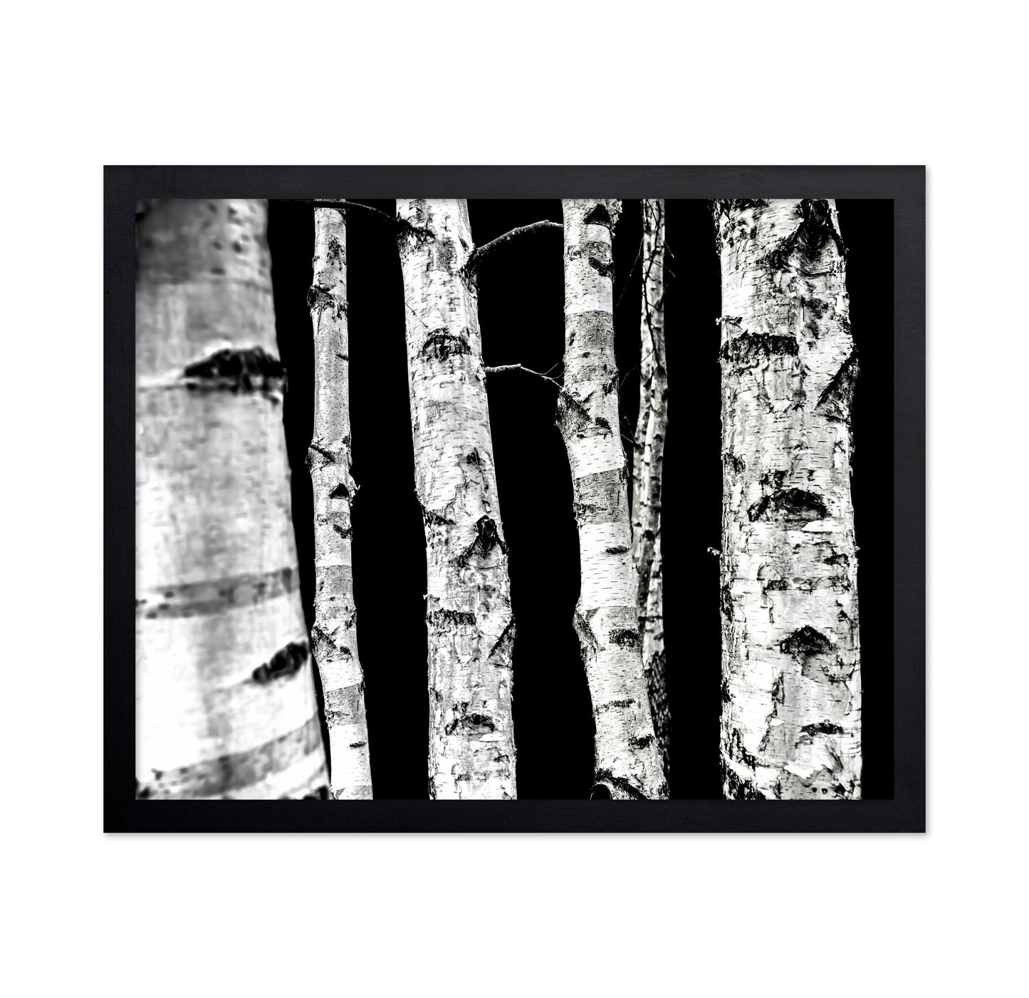 Birch Tree Trunks
