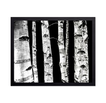 Birch Tree Trunks