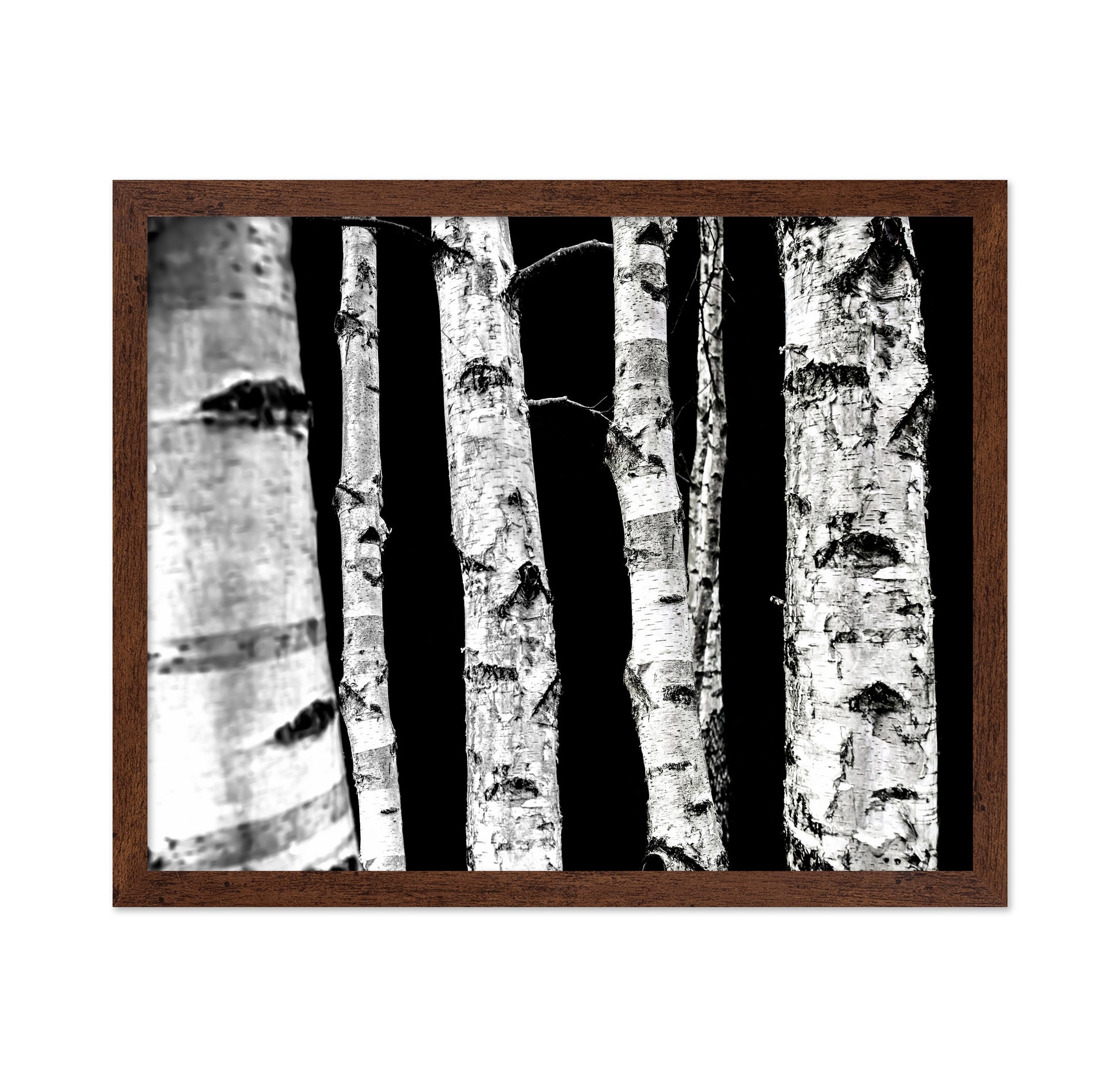Birch Tree Trunks