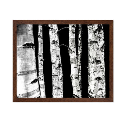Birch Tree Trunks
