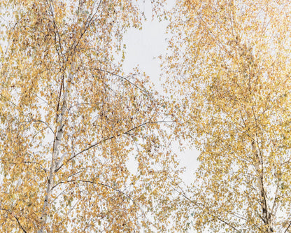 Golden Birch Canopy