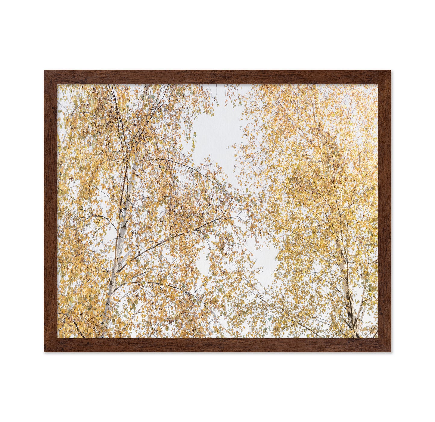 Golden Birch Canopy