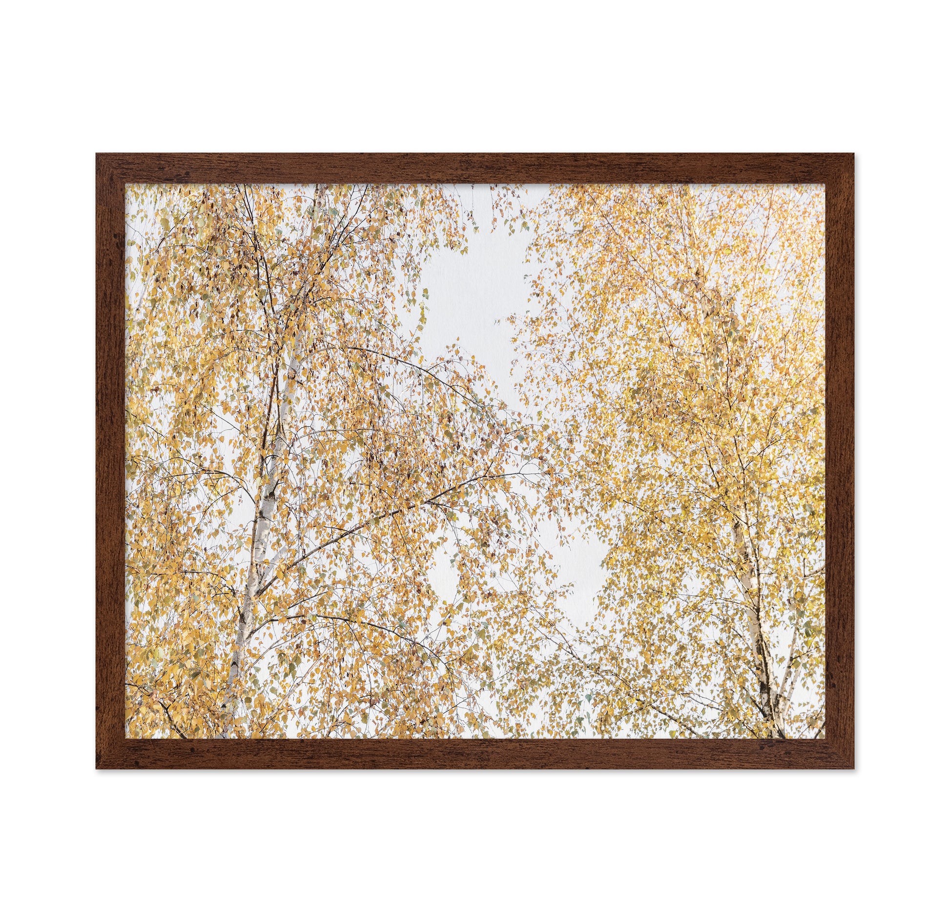 Golden Birch Canopy