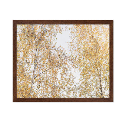 Golden Birch Canopy