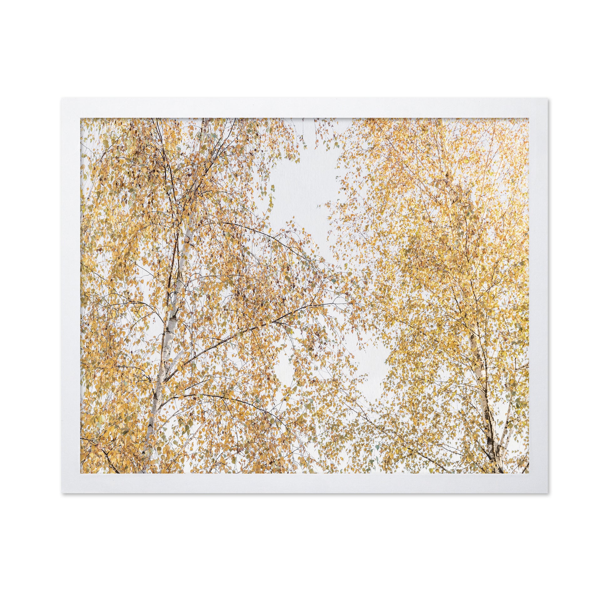 Golden Birch Canopy